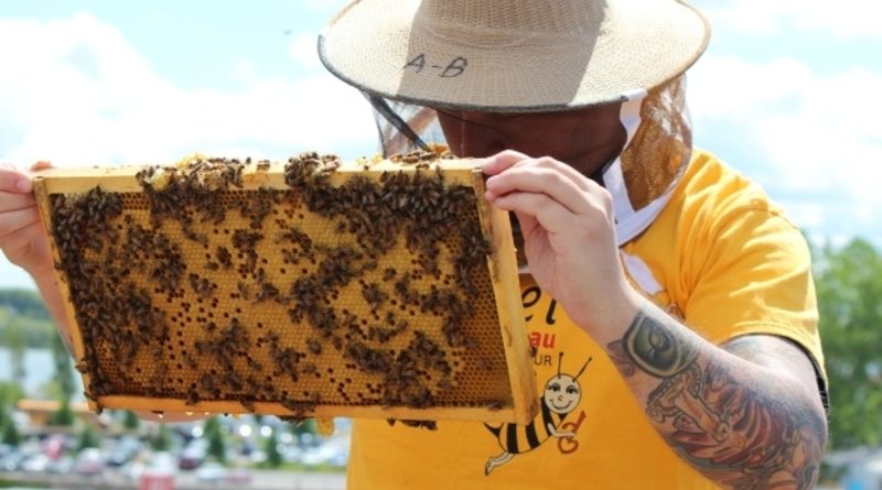 včelařství mění