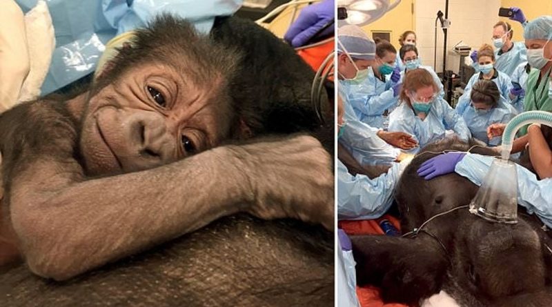 zoo povolala normální doktory