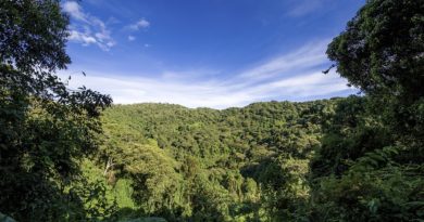 prognóza deštných pralesů