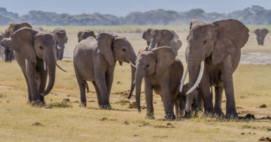 Drony poskytují nový druh ochrany slonů
